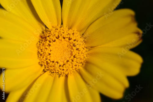 Close-up of a yellow margarite with petals and pollen against a dark background