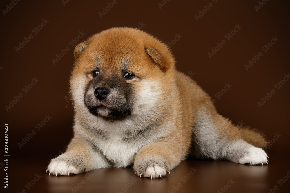 Shiba inu on colored backgrounds Shiba inu on colored backgrounds