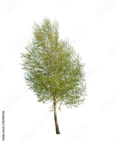 Spring tree  birch isolated on white background  cutout plant