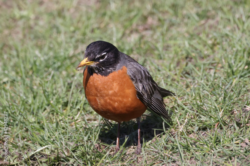 Robin on fresh green grass looking for food in early spring on bright sunny day 