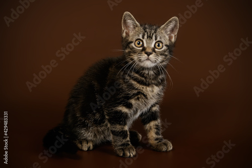 Fototapeta Naklejka Na Ścianę i Meble -  American shorthair cat on colored backgrounds