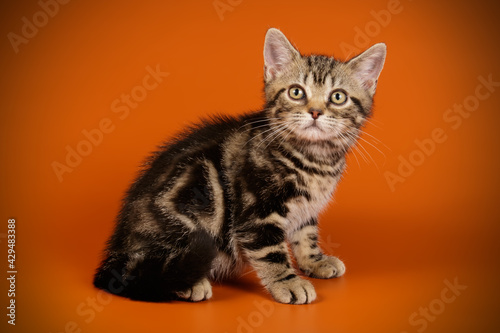 American shorthair cat on colored backgrounds