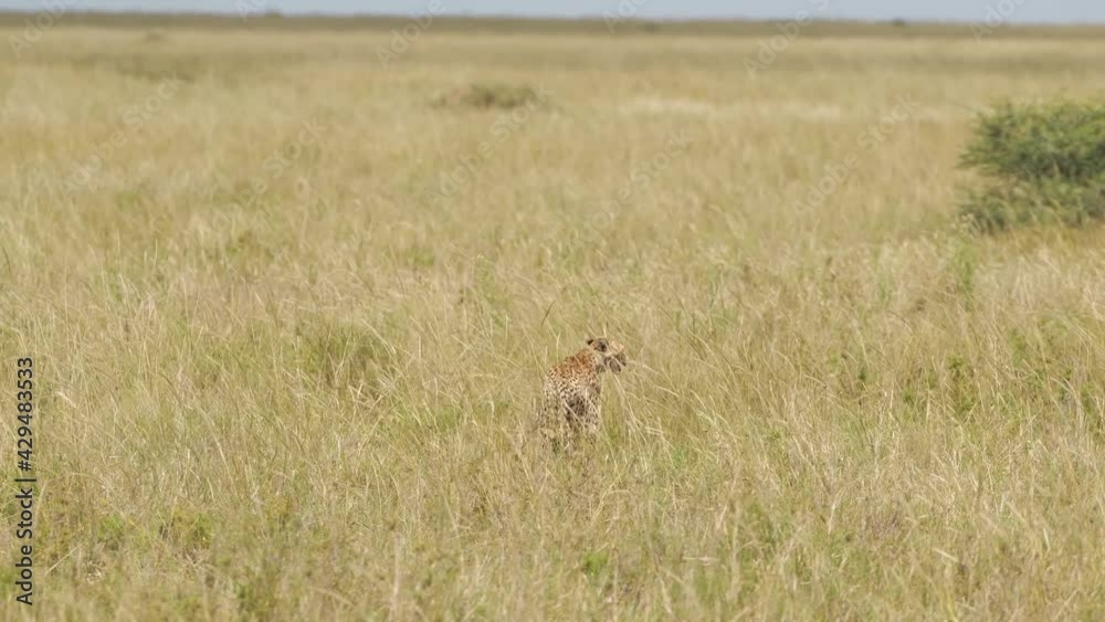 Cheetah strolling in tall grass of african savanna. Wildcat moving slowly in disguise looking for prey during hunting. Concept of wilderness, hunt, safari, predator.