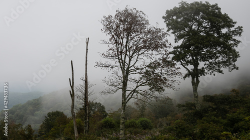Motionless Forest Trees Enveloped in the Silent Mountain Fog