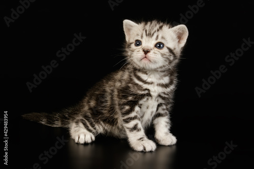American shorthair cat on colored backgrounds