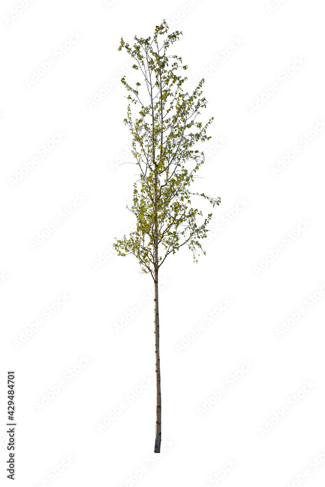 Betula, known also as birch, isolated on white background