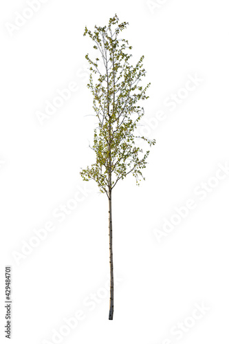 Betula, known also as birch, isolated on white background