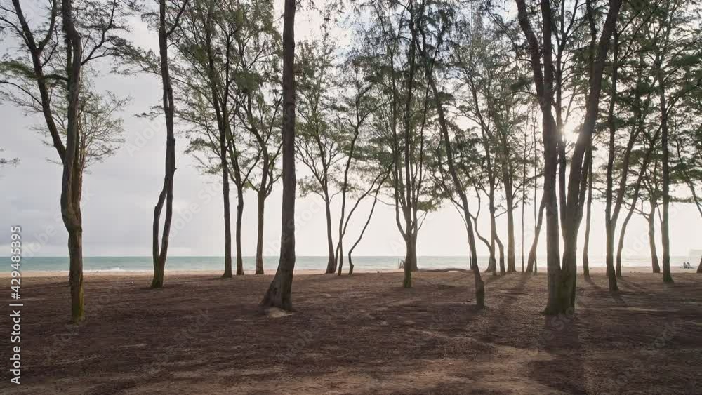 Camera moves in rainforest through trees. Wild beach on tropical island Oahu. Early morning at Hawaiian Island. Steadicam shot. DCI 4k. Camera moves in rainforest through trees. Wild beach on tropical island Oahu. Early morning at Hawaiian Island. Steadicam shot. DCI 4k.