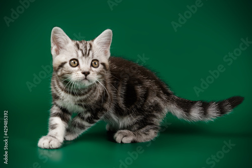 American shorthair cat on colored backgrounds © Aleksand Volchanskiy