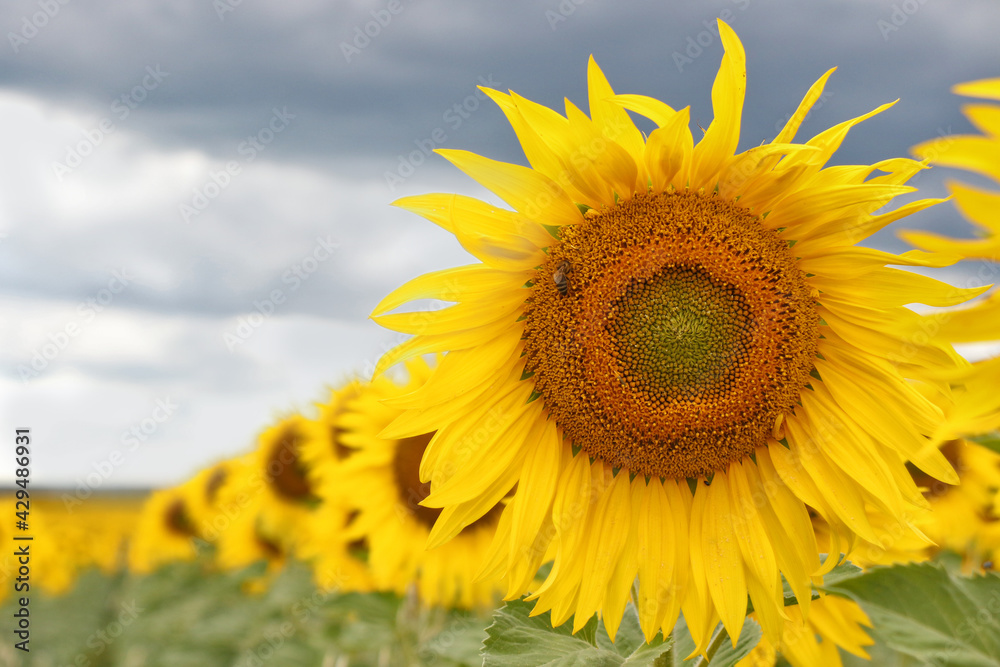 Big beautiful sunflowers on a sunny day with bees. . Something incredibly exciting about this endless field of yellow sunflowers. Big beautiful sunflowers on a sunny day with bees. . Something incredibly exciting about this endless field of yellow sunflowers.