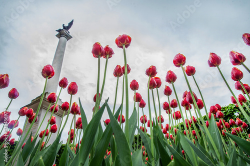 Photography Tulips in the Moscow park Arkhangelskoe