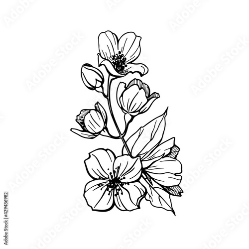 Vector illustration of a jasmine. Set of hand drawn rose elements isolated on white background. Wedding concept.