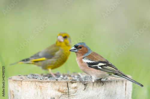 Common finch Fringilla coelebs, and greenfinch. Birds on the feeder