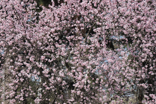 Blooming tree  early spring  beautiful view attracts the eye  romantic mood  desire for freedom and a walk