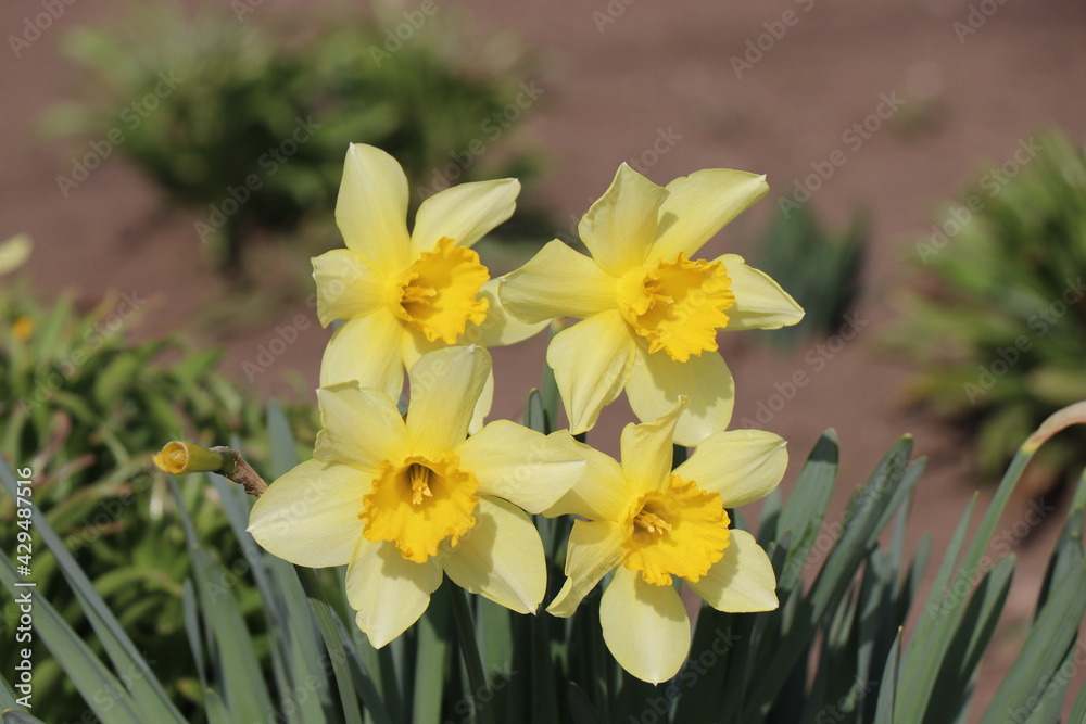 Yellow first narcissus. Spring flower. Sunny day