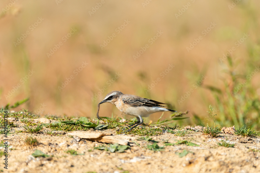 Northern Wheatear, Oenanthe oenanthe with food in the beak Northern Wheatear, Oenanthe oenanthe with food in the beak