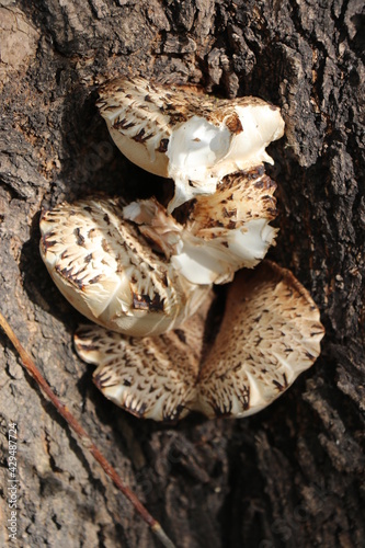 Mushrooms on a tree. Spring time. Sunny day.