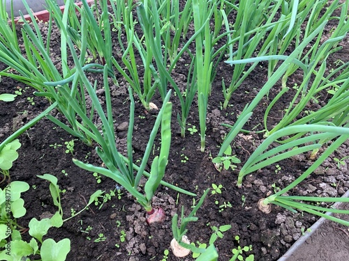 Green onions grow from soil in a vegetable garden. Garden. Growing plants in the garden.