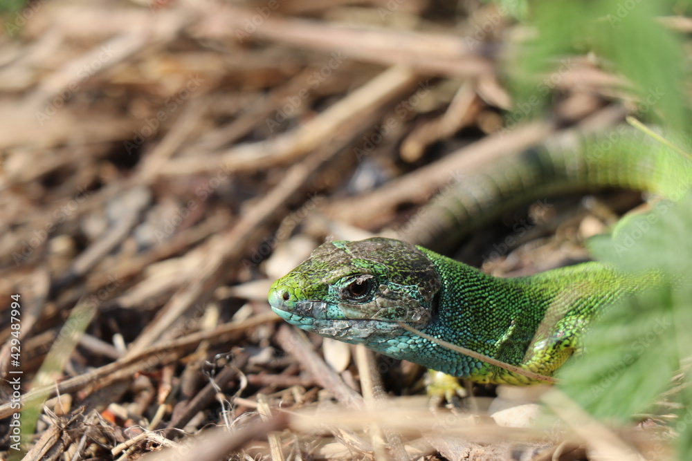 Fototapeta premium Small lizard. Green reptile. Spring time. Sunny day.