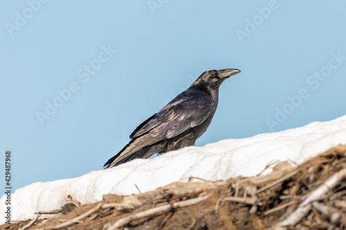 A common black raven, crow sitting on top of a snow bank with sticks, branches below and white landscape on top with blue sky background. Taken in spring time in northern Canada. 