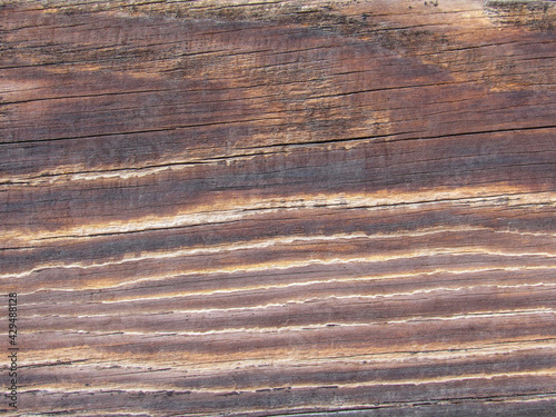 Texture wood background