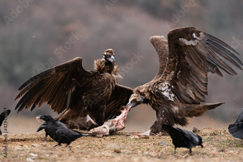 Cinereous vulture Aegypius monachus in the wild photo
