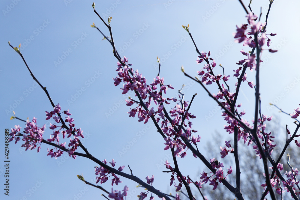 Tree branches with small pink flowers. Spring time. Sunny day Tree branches with small pink flowers. Spring time. Sunny day