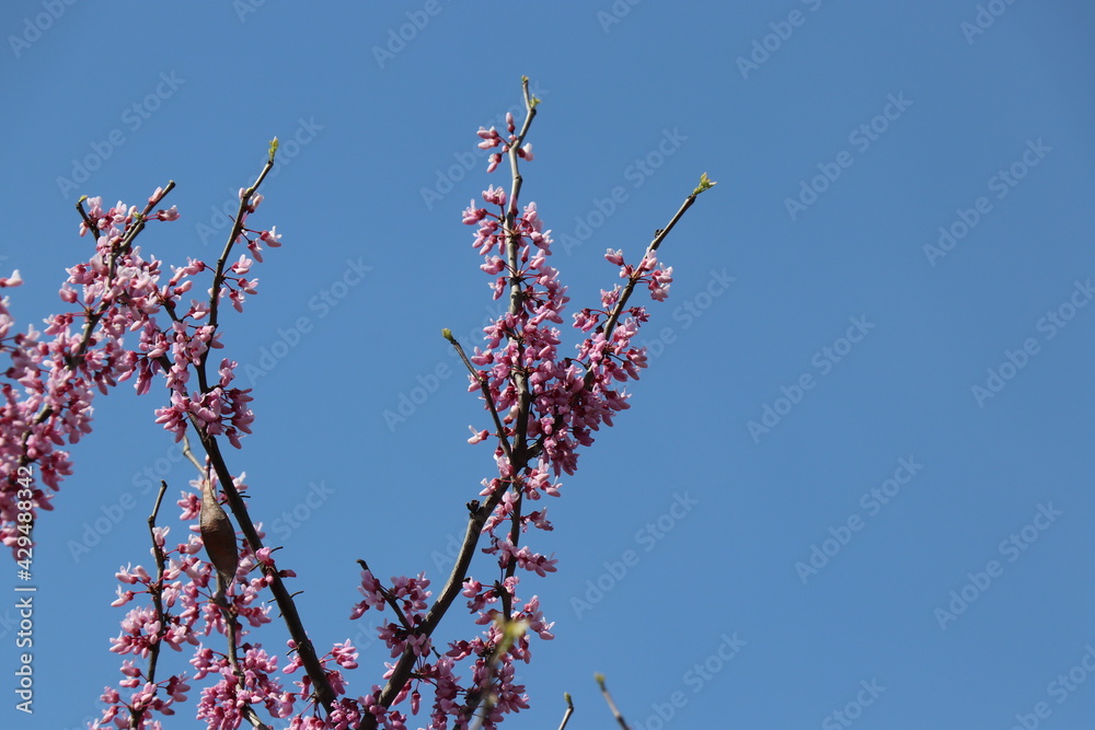 Tree branches with small pink flowers. Spring time. Sunny day Tree branches with small pink flowers. Spring time. Sunny day