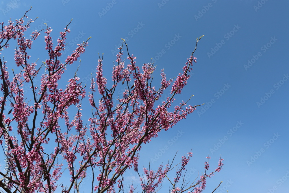 Tree branches with small pink flowers. Spring time. Sunny day