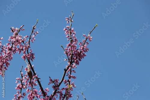 Tree branches with small pink flowers. Spring time. Sunny day