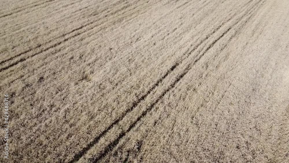 A bird's eye view of a field of ripe cereals. Agricultural landscape.
A bird's eye view of a field of ripe cereals. Agricultural landscape.