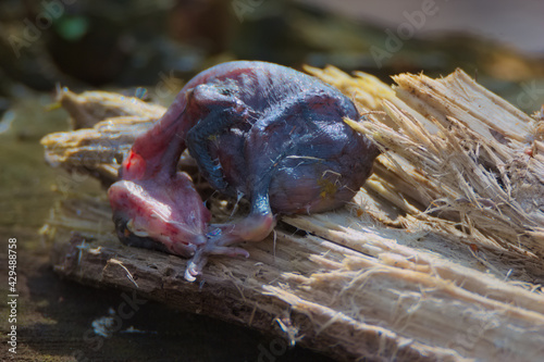 Naklejka Dead chick