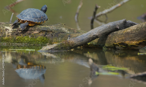Turtle in the pond