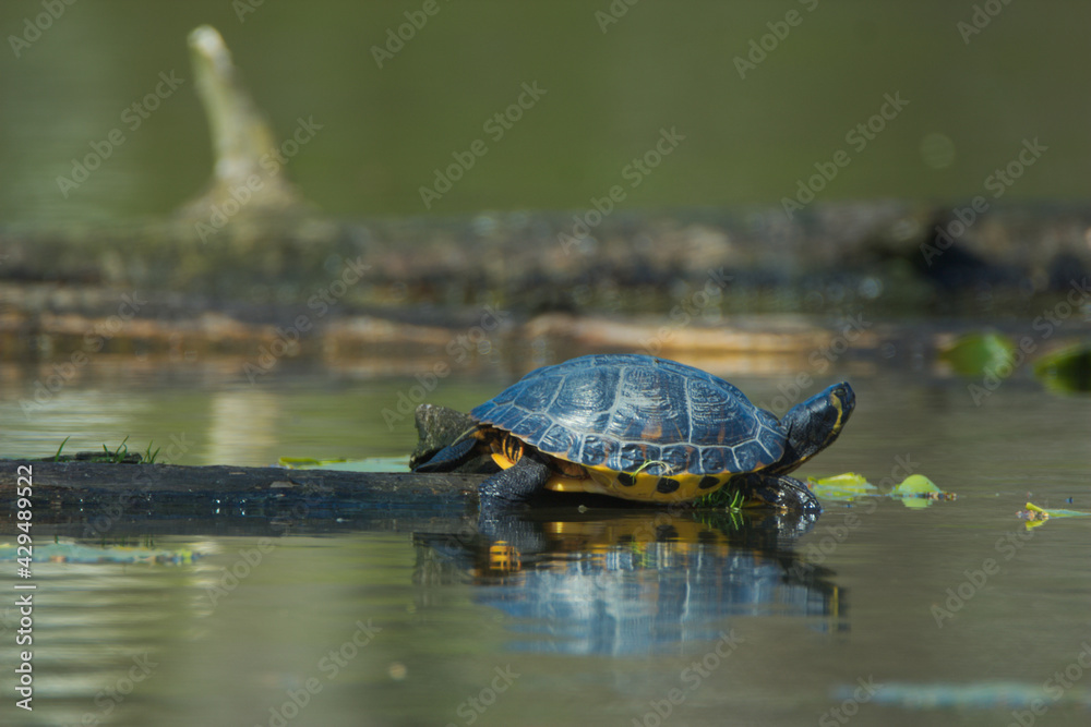 Fototapeta premium Turtle on the water