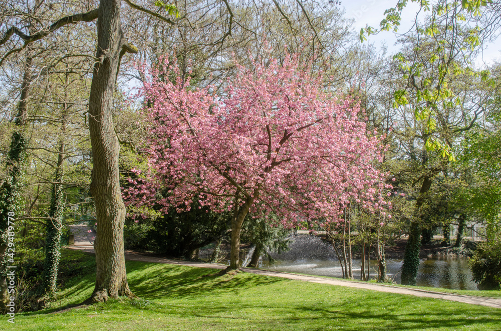 Aachen: Der Stadtpark im Frühling Aachen: Der Stadtpark im Frühling
