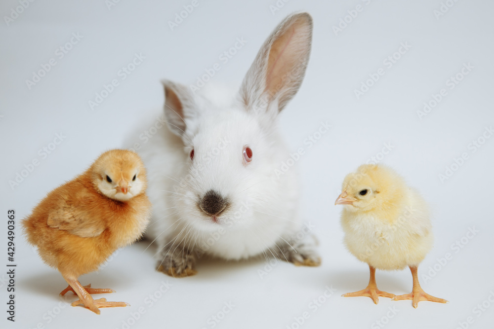 White rabbit with chicks on a white background White rabbit with chicks on a white background