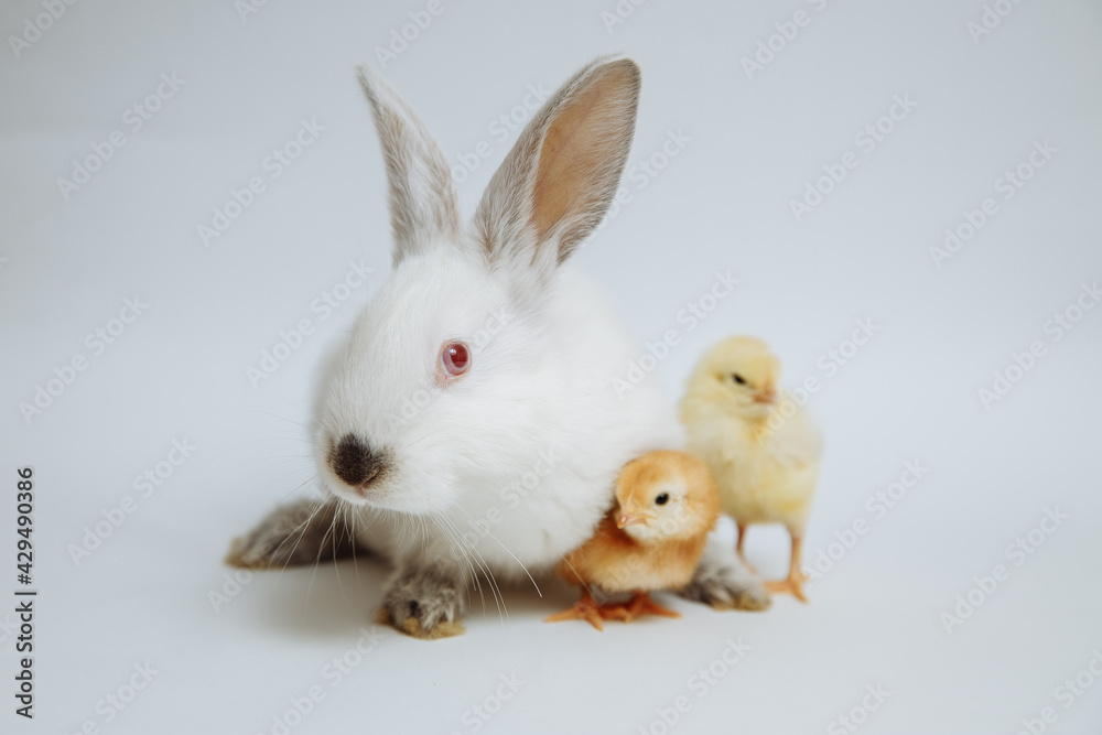 Obraz premium White rabbit with chicks on a white background