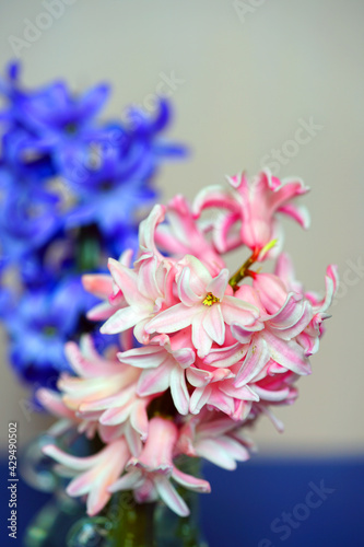 Fragrant pink and purple hyacinth flowers in a vase