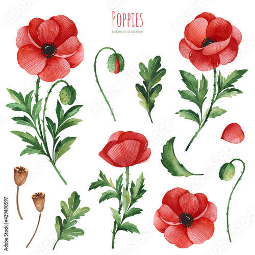 Watercolor Summer collection with leaves,poppies flowers,branches. Botanical set of wildflowers.Perfect for wallpapers,stickers,scrapbooking,invitations,print and more	