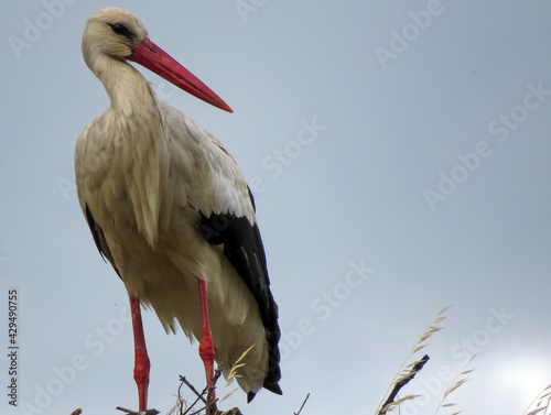 White stork in its nest.