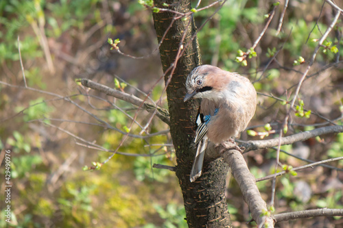 Jay on the branch