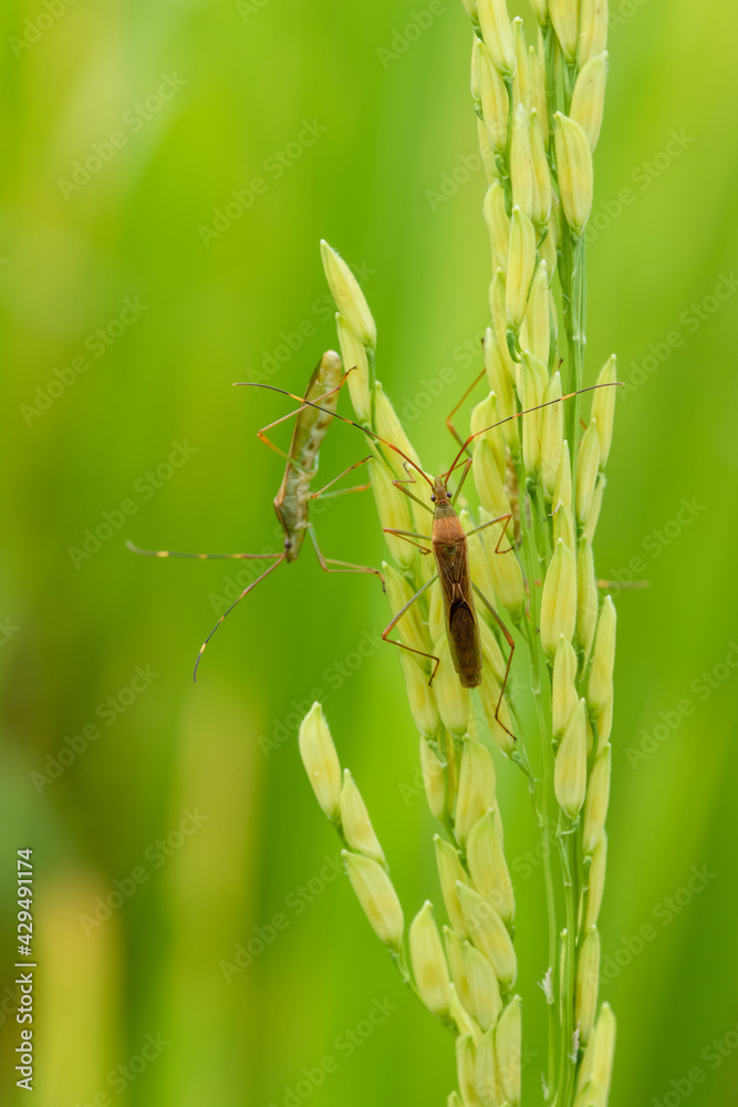 Rice Rice