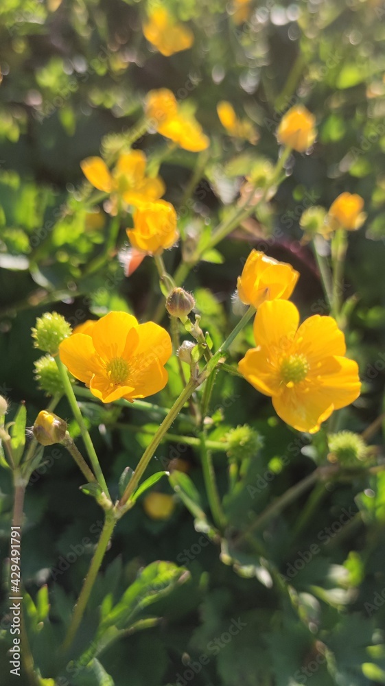 Yellow flowers Yellow flowers