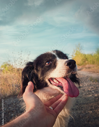 Obraz na plátně Dog and man friendship concept