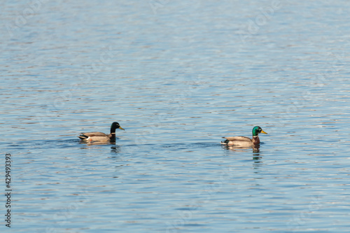 Two mallard ducks seen in open, clear water during spring time. Both have stunning green colored heads and seen in wild, wilderness setting. Canadian wildlife. 