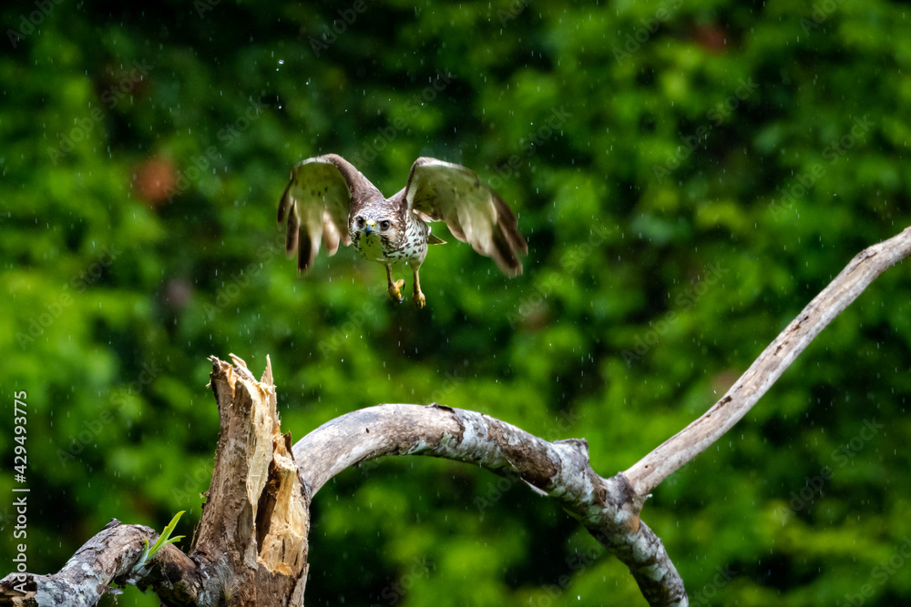 A juvenile Broad-winged Hawk (Buteo platypterus) flying in the forest. A juvenile Broad-winged Hawk (Buteo platypterus) flying in the forest.