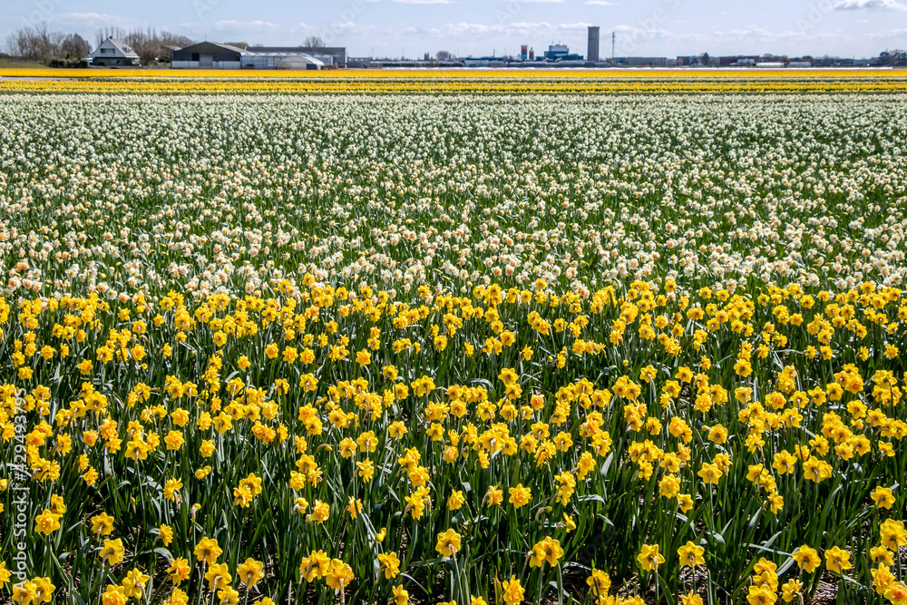 Fototapeta premium field of Narcissus