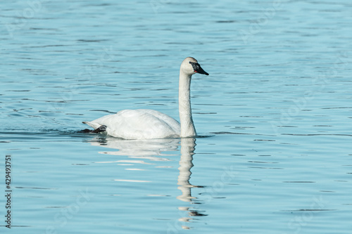 One  single Trumpeter Swan swimming through open  calm water during spring time with large white  arctic body and black beak. Taken during migration to Bering Sea. 