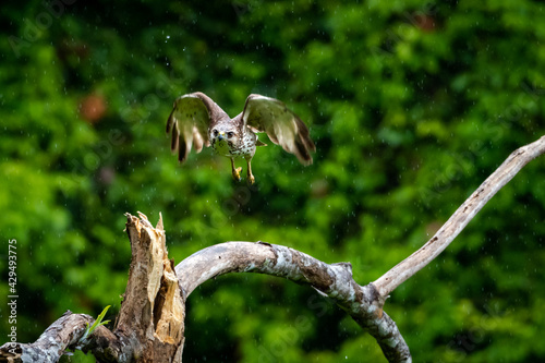 A juvenile Broad-winged Hawk (Buteo platypterus) flying in the forest.