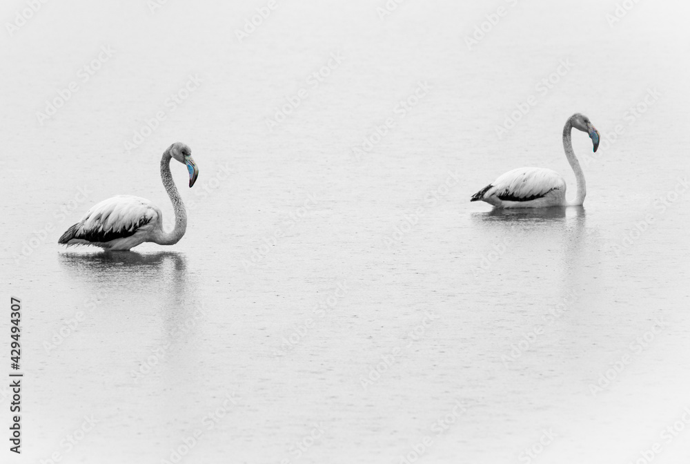 Flamencos en el lago del Saler (Valencia-España) Flamencos en el lago del Saler (Valencia-España)